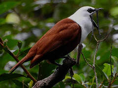 Three-wattled Bellbird