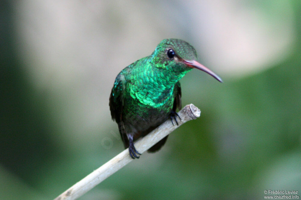 Rufous-tailed Hummingbirdadult, identification