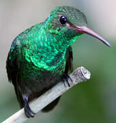 Rufous-tailed Hummingbird