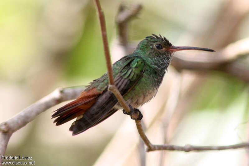 Rufous-tailed Hummingbird male adult, identification