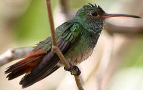 Rufous-tailed Hummingbird