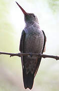 Blue-chested Hummingbird