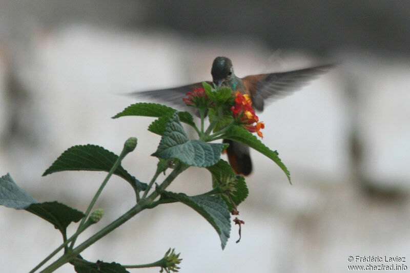 Amazilia Hummingbirdadult