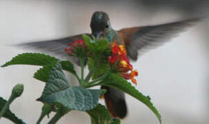 Amazilia Hummingbird