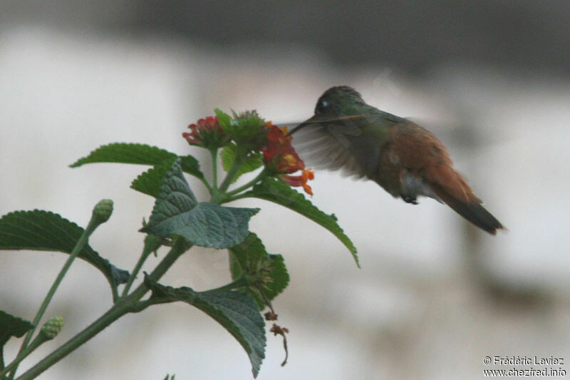 Amazilia Hummingbirdadult