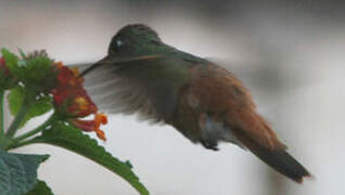 Amazilia Hummingbird