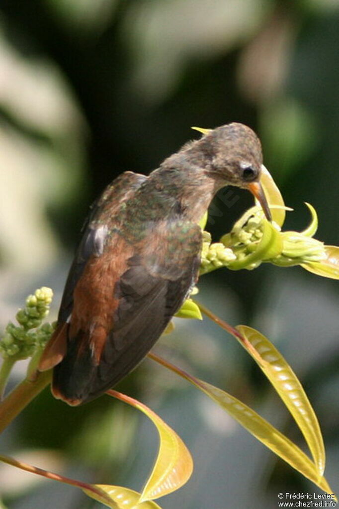 Amazilia Hummingbirdadult