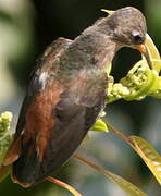 Amazilia Hummingbird