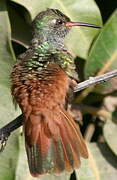 Amazilia Hummingbird