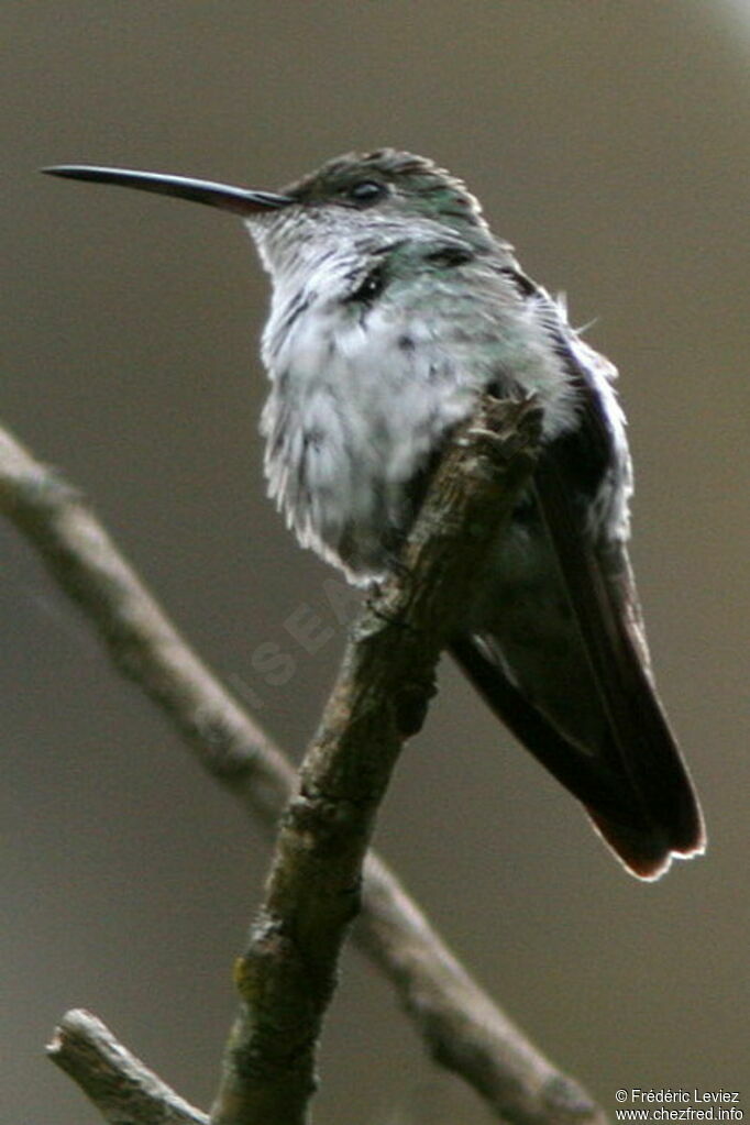 Green-and-white Hummingbirdadult