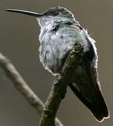 Green-and-white Hummingbird