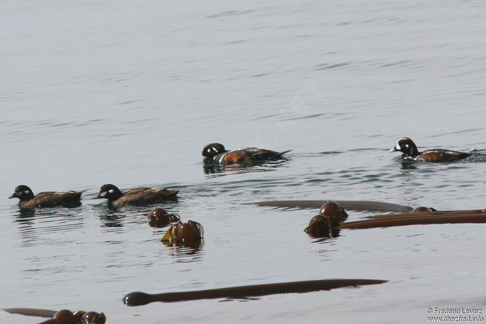 Harlequin Duck 