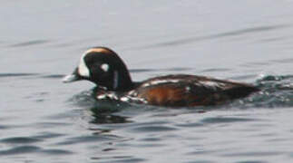 Harlequin Duck