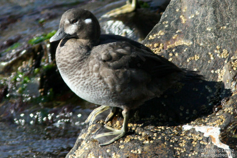 Harlequin Duck female adult, identification
