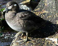 Harlequin Duck