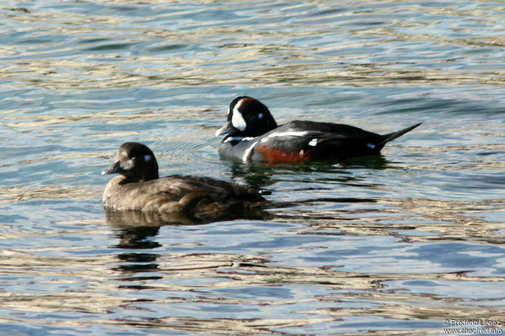 Arlequin plongeur adulte nuptial, identification