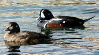 Harlequin Duck