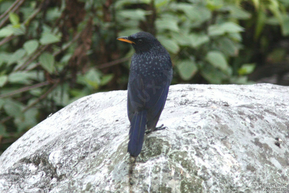 Arrenga siffleuradulte, identification