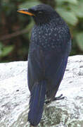 Blue Whistling Thrush