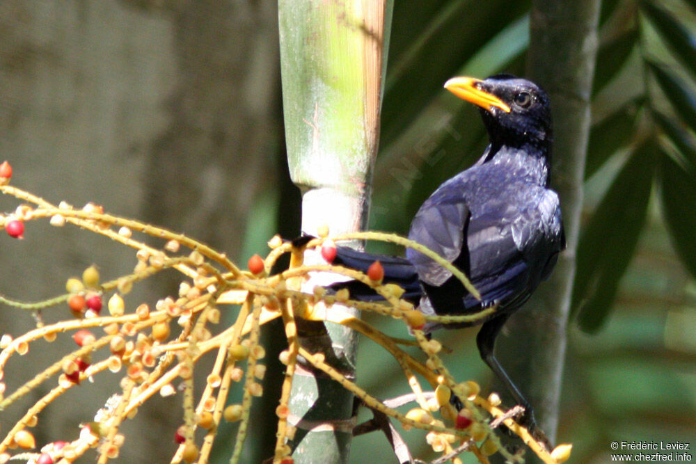 Blue Whistling Thrush, identification