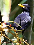 Blue Whistling Thrush