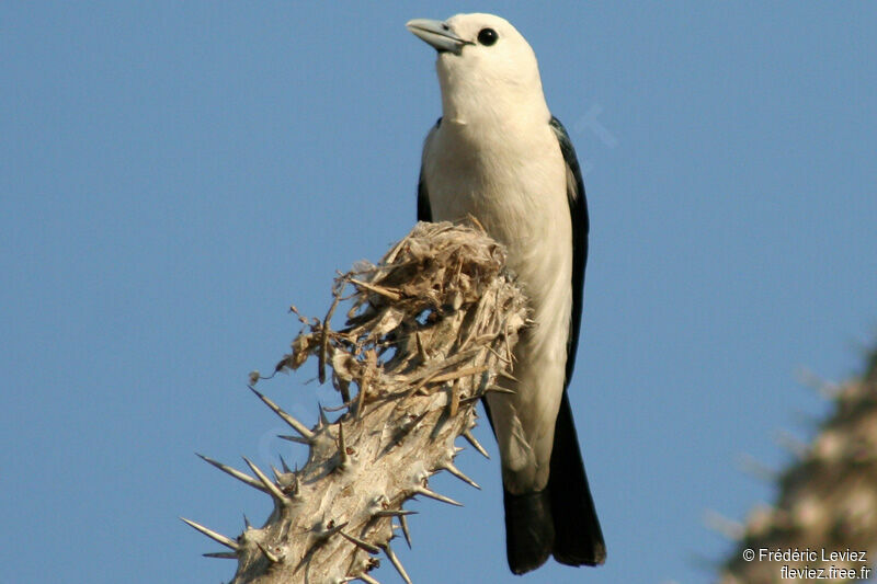 White-headed Vanga male adult