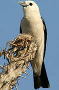 White-headed Vanga