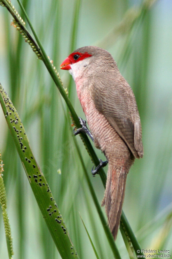 Common Waxbilladult