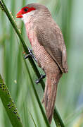 Common Waxbill