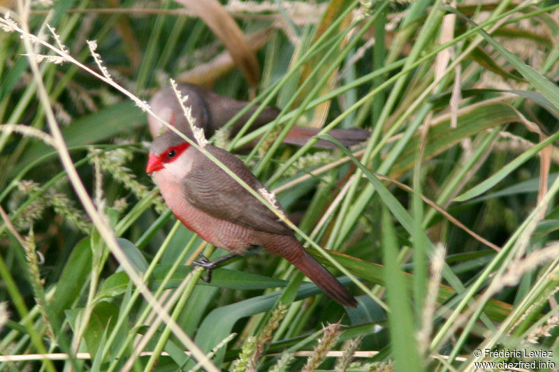 Common Waxbilladult