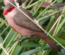 Common Waxbill