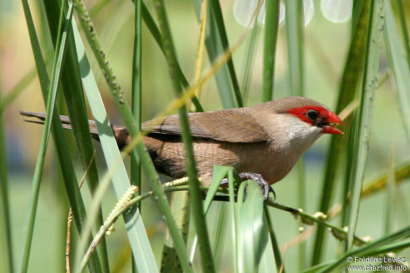 Common Waxbilladult