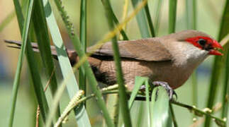 Common Waxbill