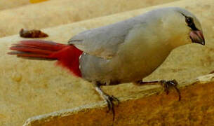 Lavender Waxbill