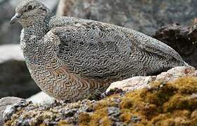 Rufous-bellied Seedsnipe