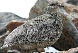 Rufous-bellied Seedsnipe