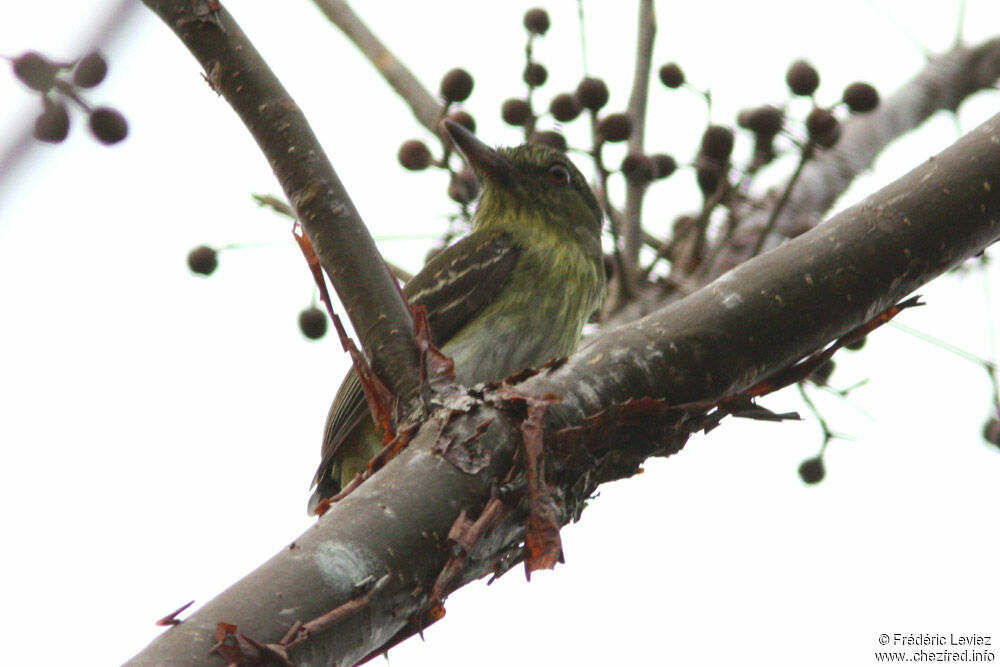 Bright-rumped Attilaadult, identification