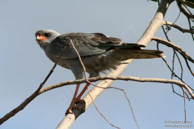 Dark Chanting Goshawkadult