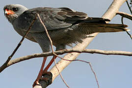 Dark Chanting Goshawk