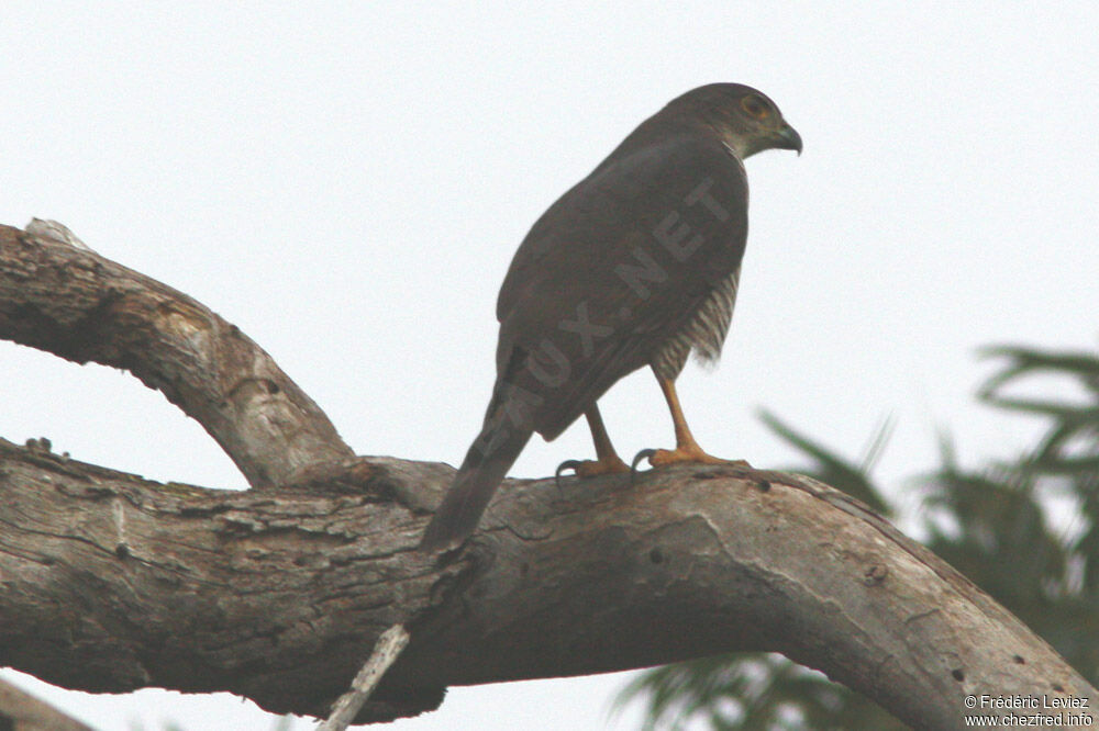 African Goshawk female adult, identification