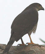 African Goshawk