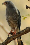 Lizard Buzzard