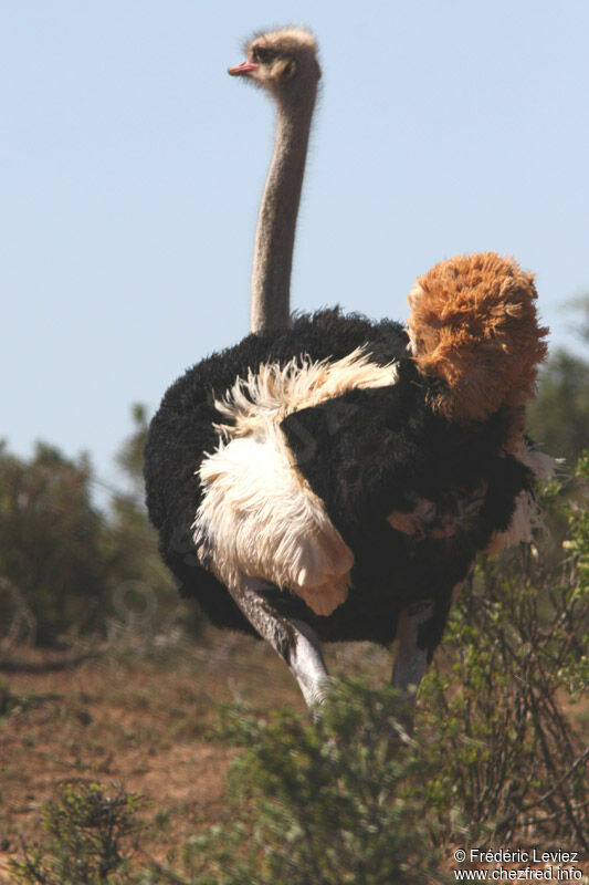 Common Ostrich male adult breeding, identification