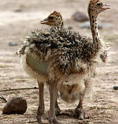 Common Ostrich