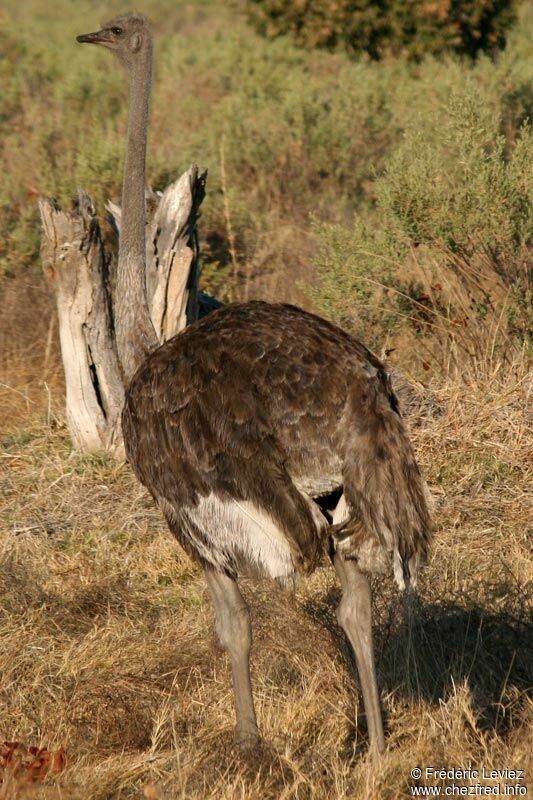 Common Ostrich female adult