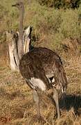 Common Ostrich