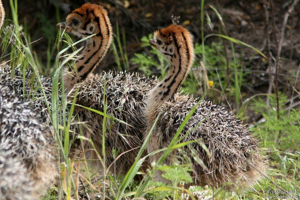 Common OstrichFirst year