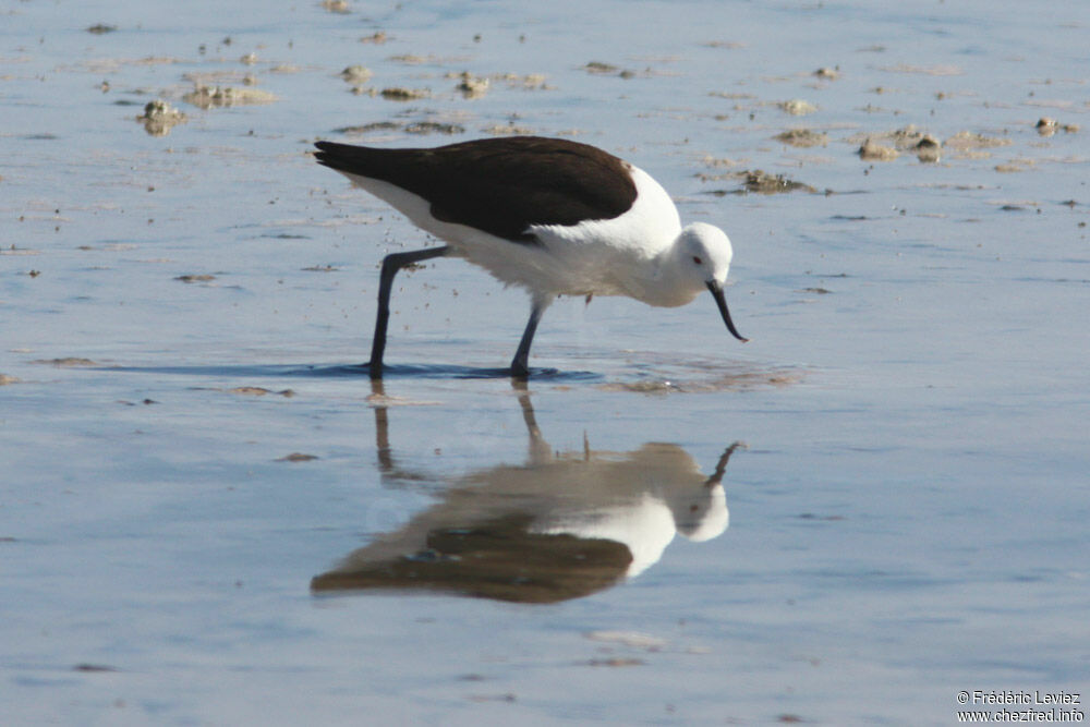 Avocette des Andesadulte, identification