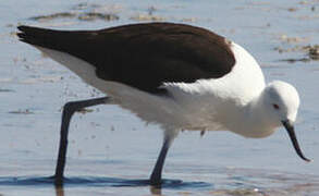 Avocette des Andes