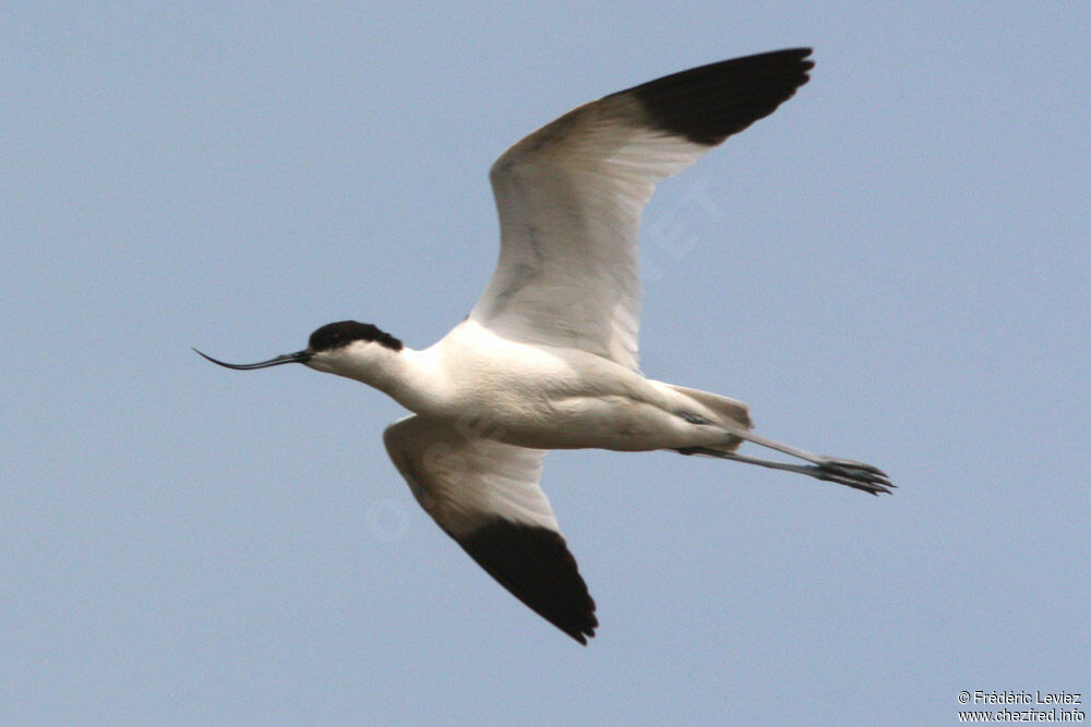 Avocette éléganteadulte nuptial, Vol